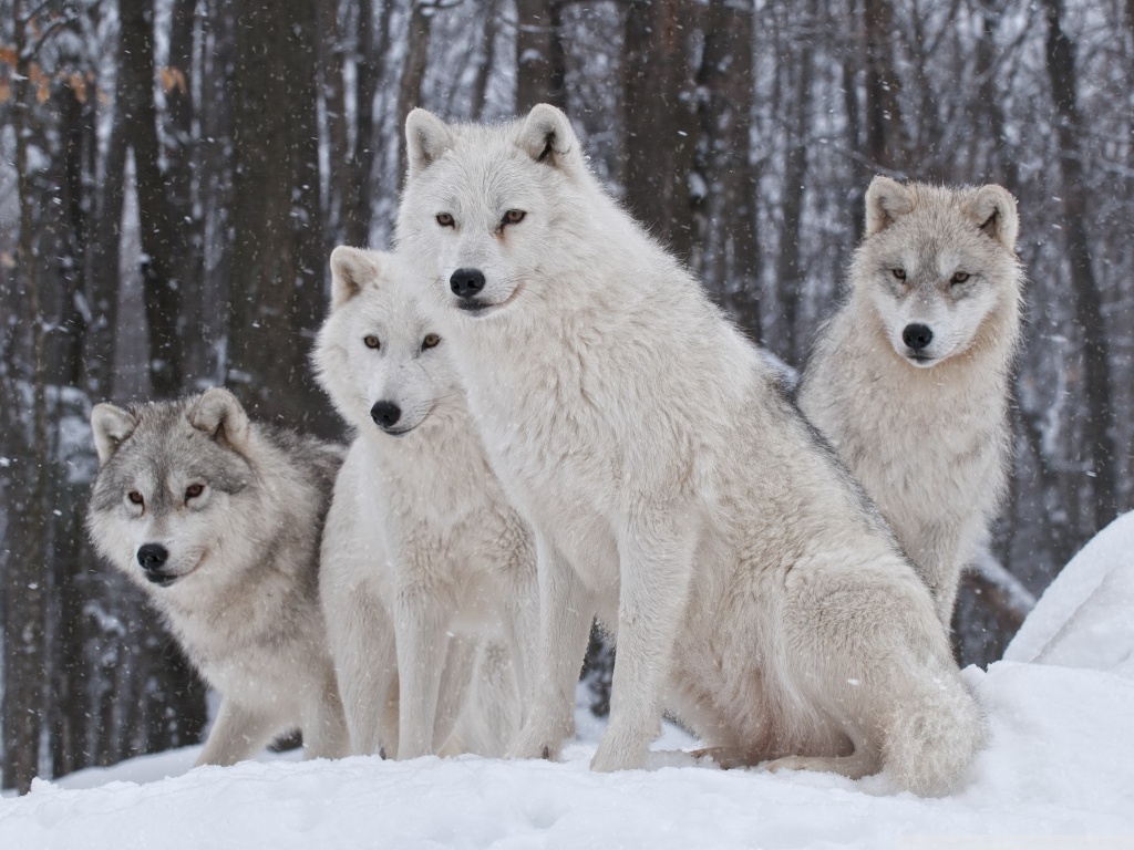 4 wolf