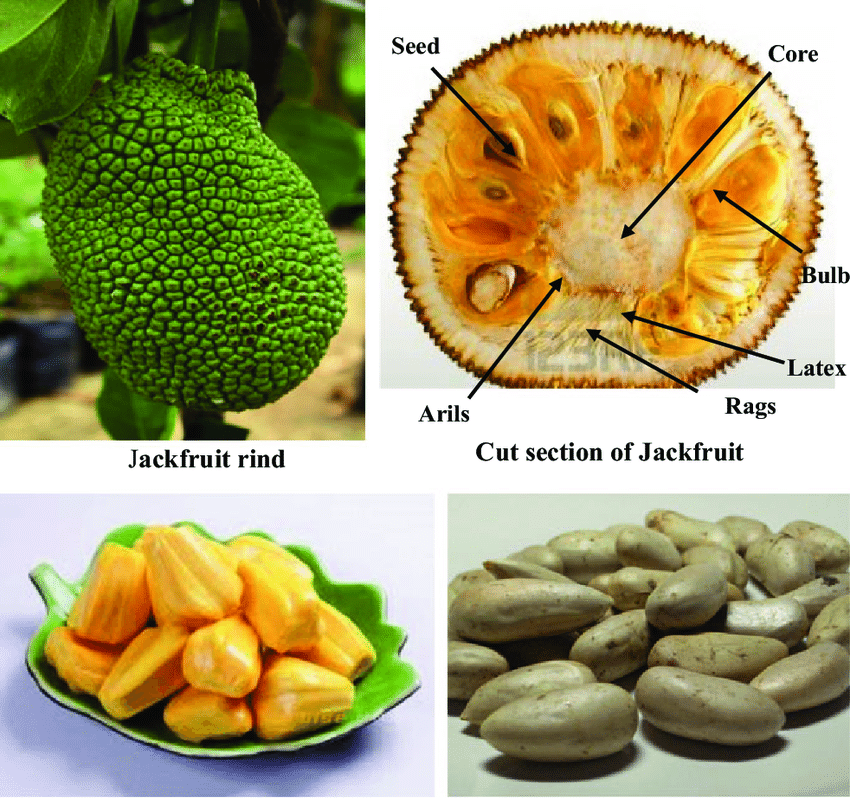 Parts of a Jackfruit